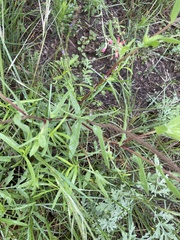 Gaillardia amblyodon