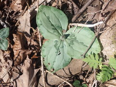 Trillium decumbens