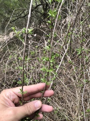 Citharexylum brachyanthum