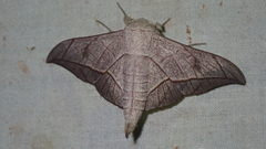Bedosia fraterna