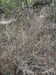 Citharexylum brachyanthum