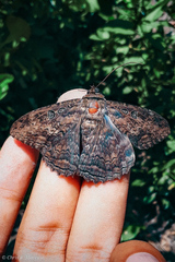 Feigeria xylia