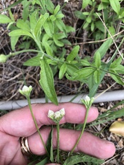 Isocarpha oppositifolia