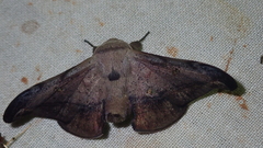 Gonogramma submarcata