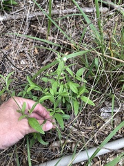 Isocarpha oppositifolia