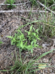 Isocarpha oppositifolia