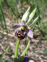 Ophrys × minuticauda