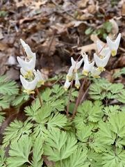 Dicentra cucullaria