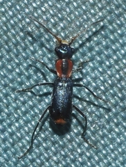 Cyrtosus cyanipennis