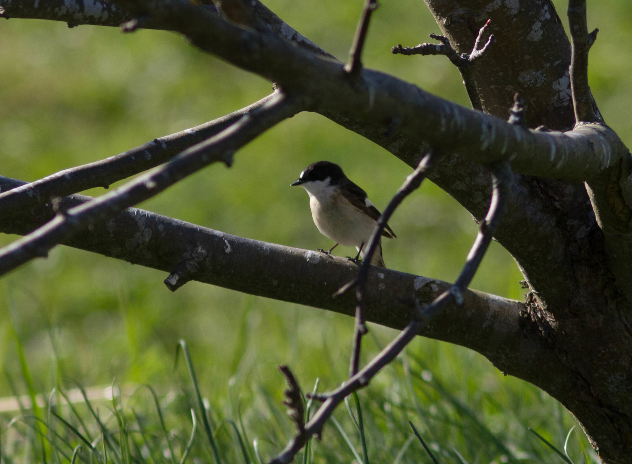 European Pied Flycatcher