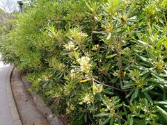 Pittosporum tobira