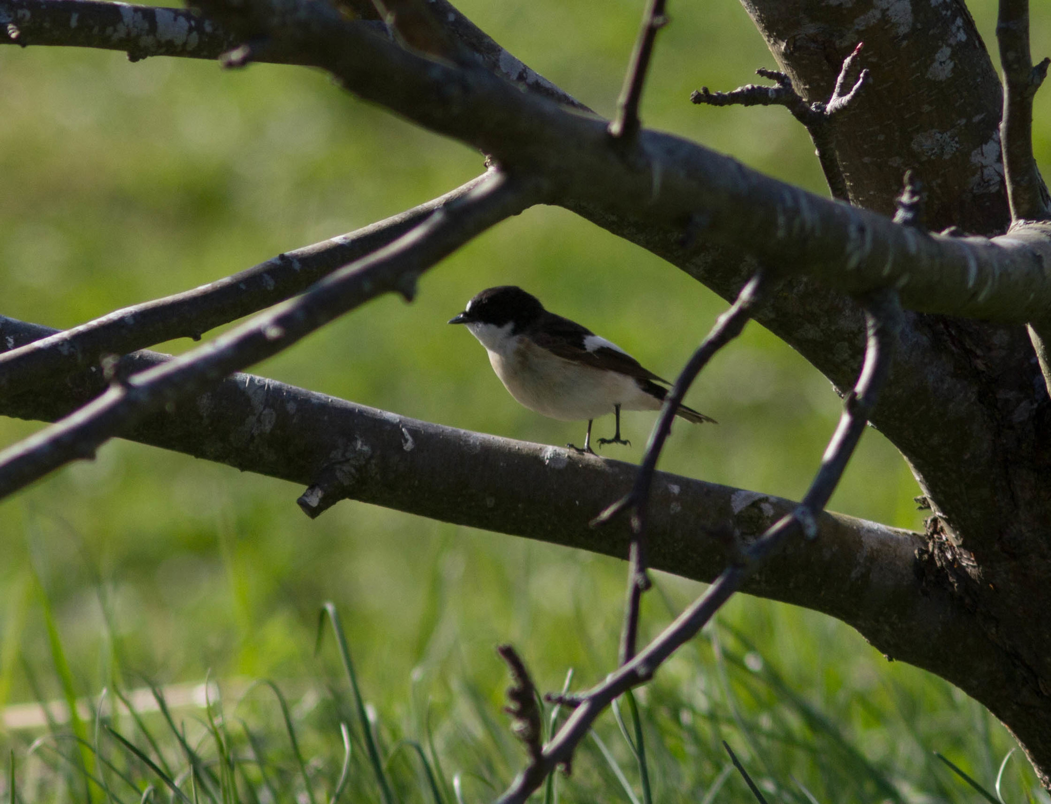 European Pied Flycatcher
