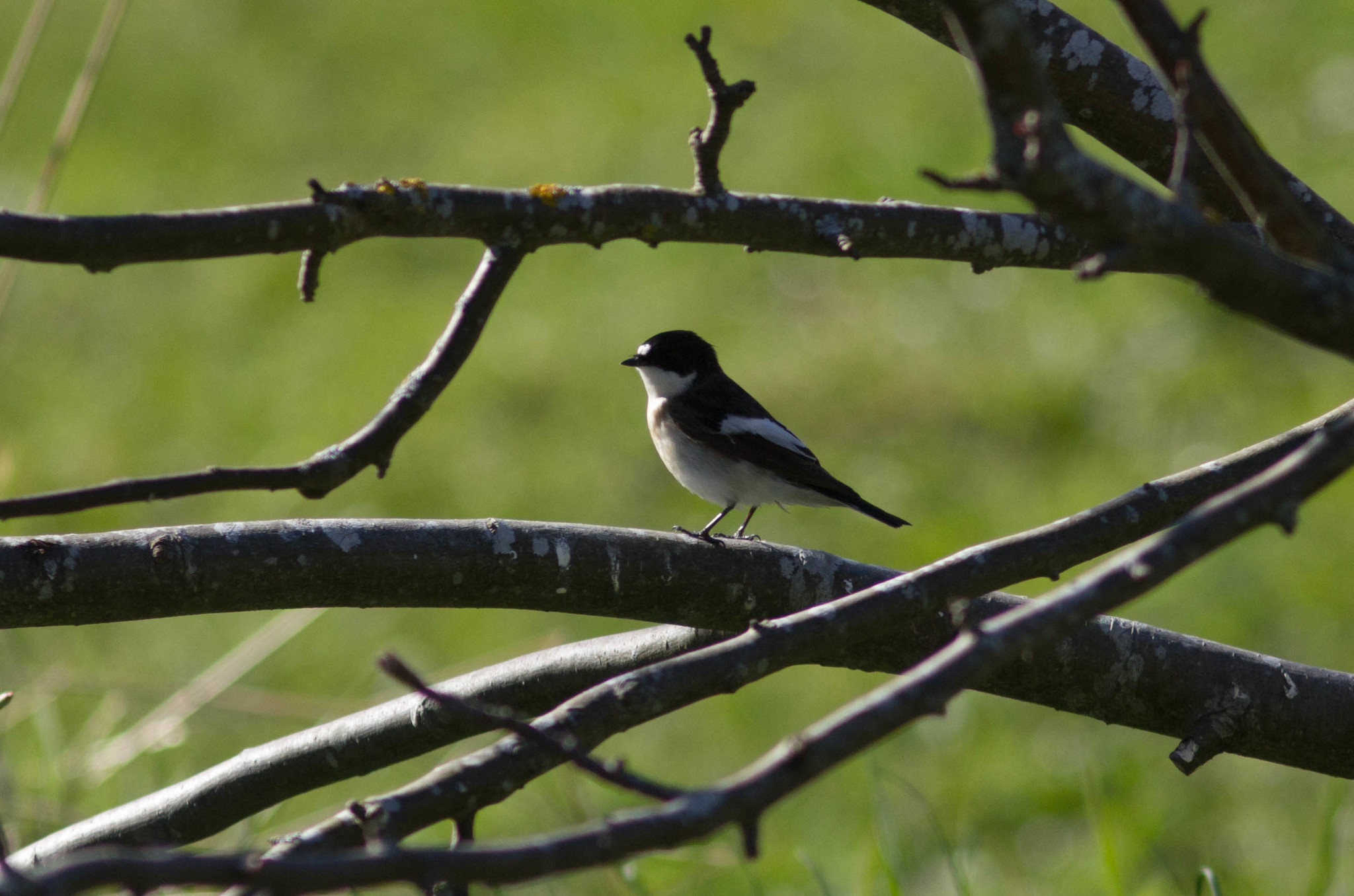 European Pied Flycatcher