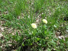 Urospermum dalechampii