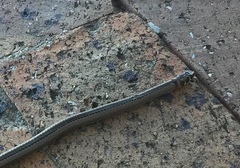 Psammophis crucifer
