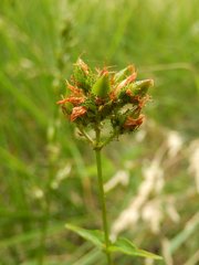 Hypericum montanum