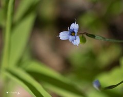 Sisyrinchium rosulatum