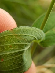 Hypericum montanum