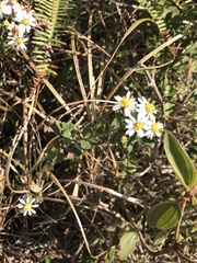 Aster baccharoides