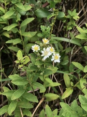 Aster baccharoides
