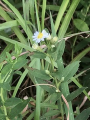 Aster baccharoides