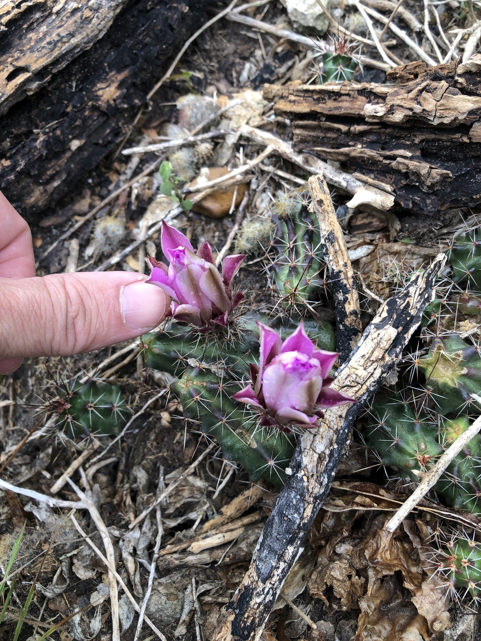 Echinocereus berlandieri | Botanico Hub