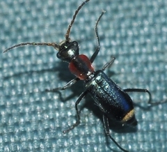 Cyrtosus cyanipennis