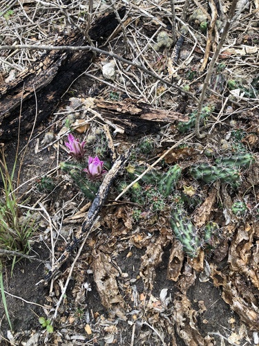 Echinocereus berlandieri