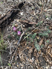 Echinocereus berlandieri