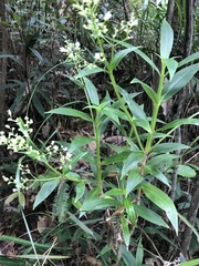 Hedyotis acutangula