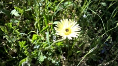 Urospermum dalechampii