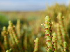 Arthrocaulon macrostachyum