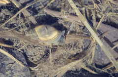 Lymnaeidae