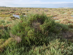 Limoniastrum monopetalum