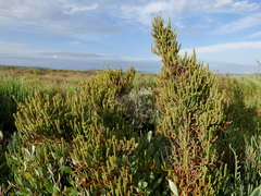 Arthrocaulon macrostachyum