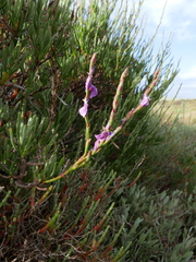 Limoniastrum monopetalum