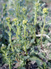 Barbarea vulgaris