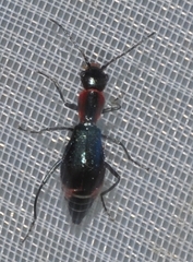 Cyrtosus cyanipennis