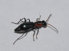 Cyrtosus cyanipennis