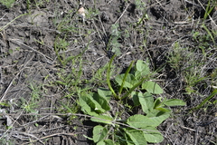 Colchicum bulbocodium versicolor