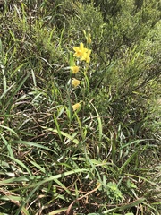 Spathoglottis pubescens