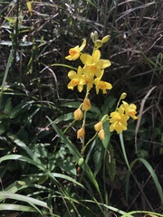 Spathoglottis pubescens