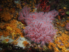 Corallium rubrum