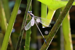 Lestes vigilax