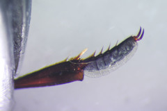 Dineutus nigrior