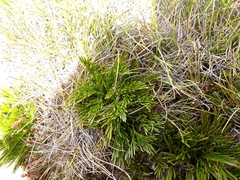 Aciphylla polita