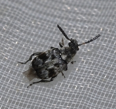 Bruchidius bimaculatus