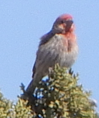 Haemorhous mexicanus