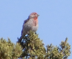 Haemorhous mexicanus