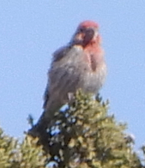 Haemorhous mexicanus